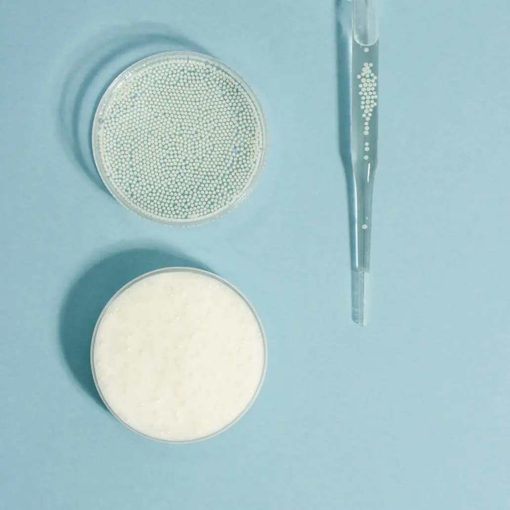 Płytki Petriego z hodowlą bakterii – badania nad probiotykami YUN Probiotherapy