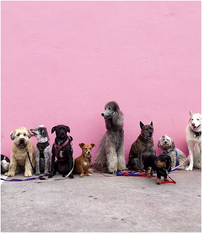 Różne rasy psów siedzące w rzędzie, na tle różowej ściany.