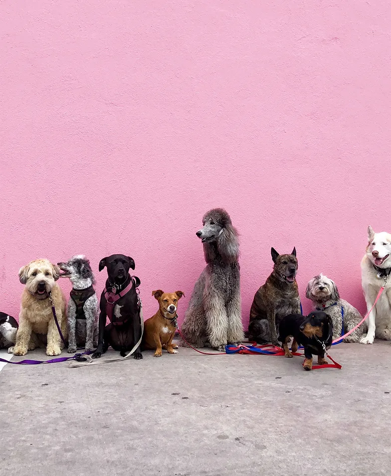 Grupa r&oacute;żnych ras ps&oacute;w na tle r&oacute;żowej ściany.